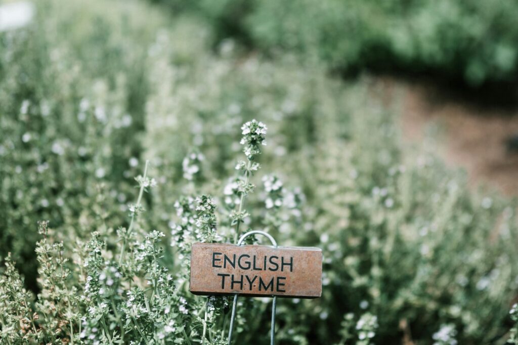 Les Bienfaits du Laurier – Découvrez les propriétés médicinales et culinaires du laurier