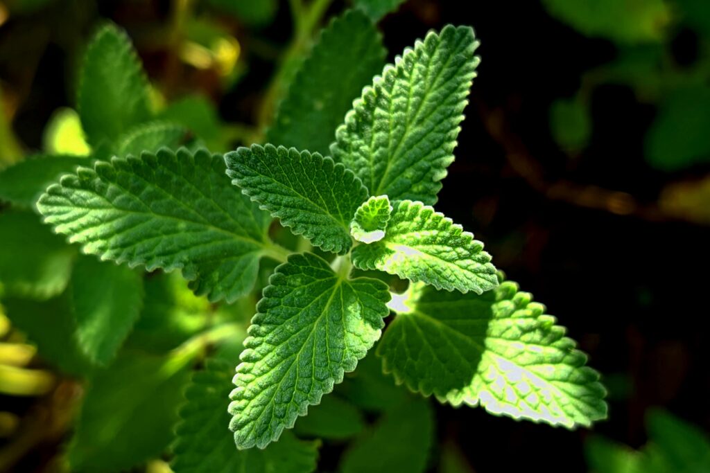 Cultiver le Laurier chez Soi – Guide pratique pour faire pousser du laurier dans votre jardin